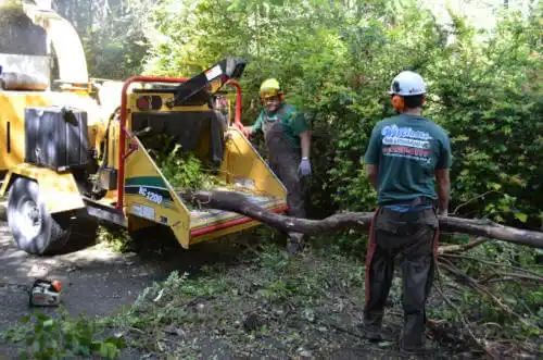 tree services Toledo